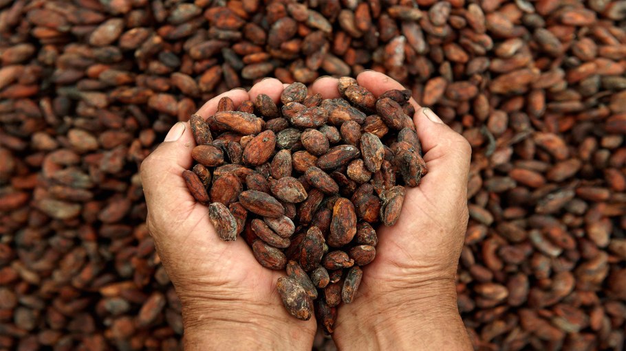 Колумбия какао Бобы
