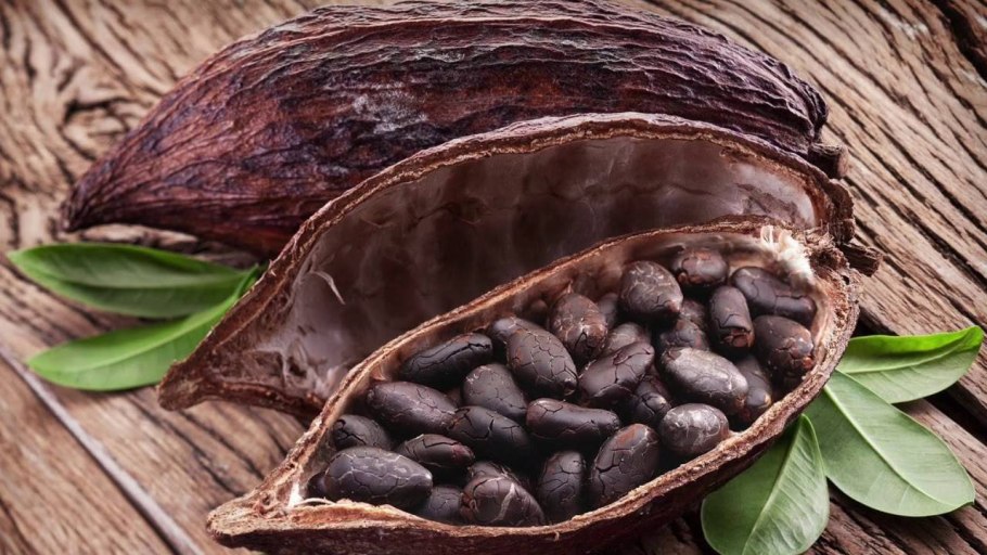 Семена дерева теоброма какао
