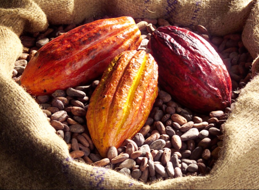 Forastero дерево какао бобов