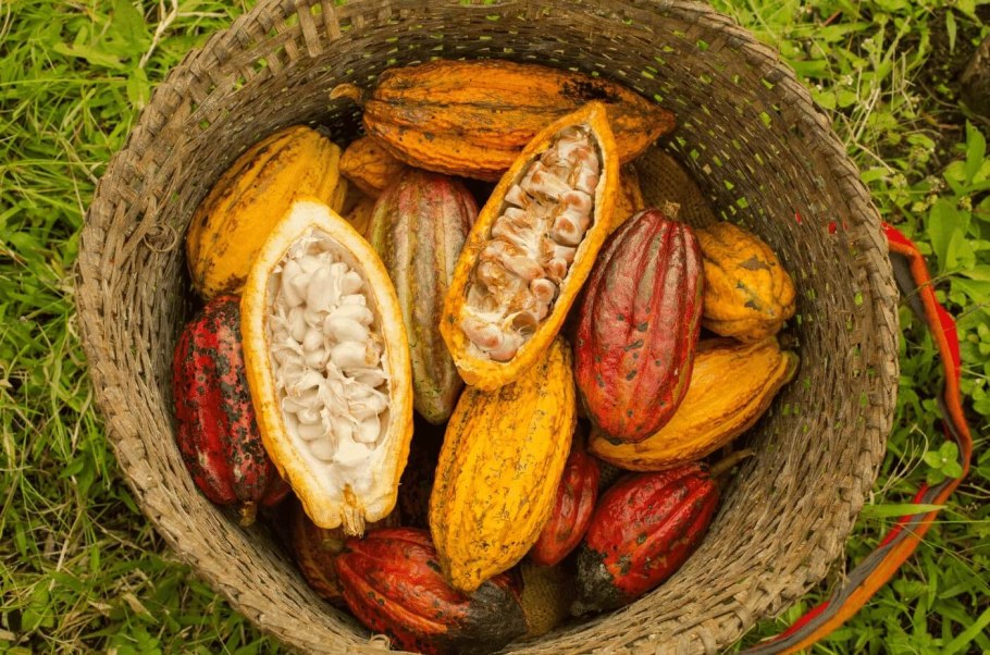 Какао Бобы Эквадор