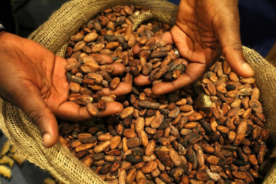 Плантации какао бобов в мире