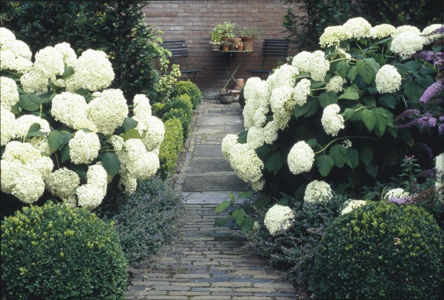 Гортензия Анабель в миксбордере