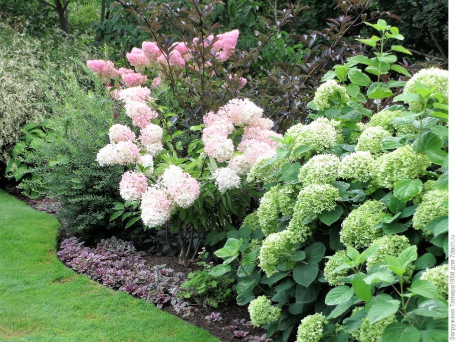 Гортензия Лаймлайт в миксбордере
