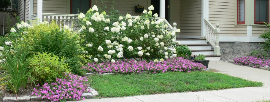 Туя гортензия Барбарис