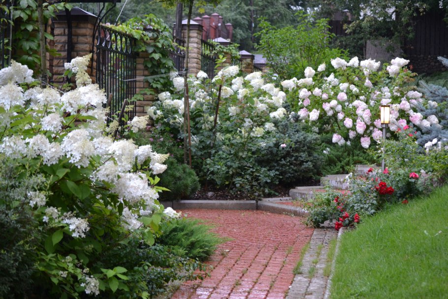 Спирея Лаймлайт