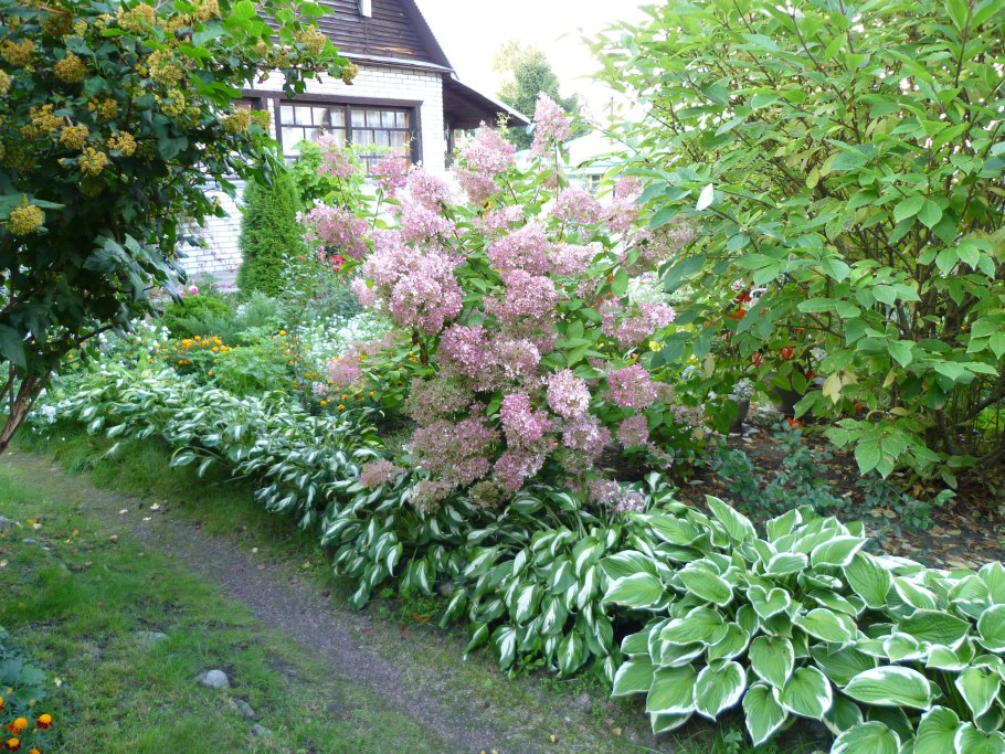 Гортензия Лаймлайт