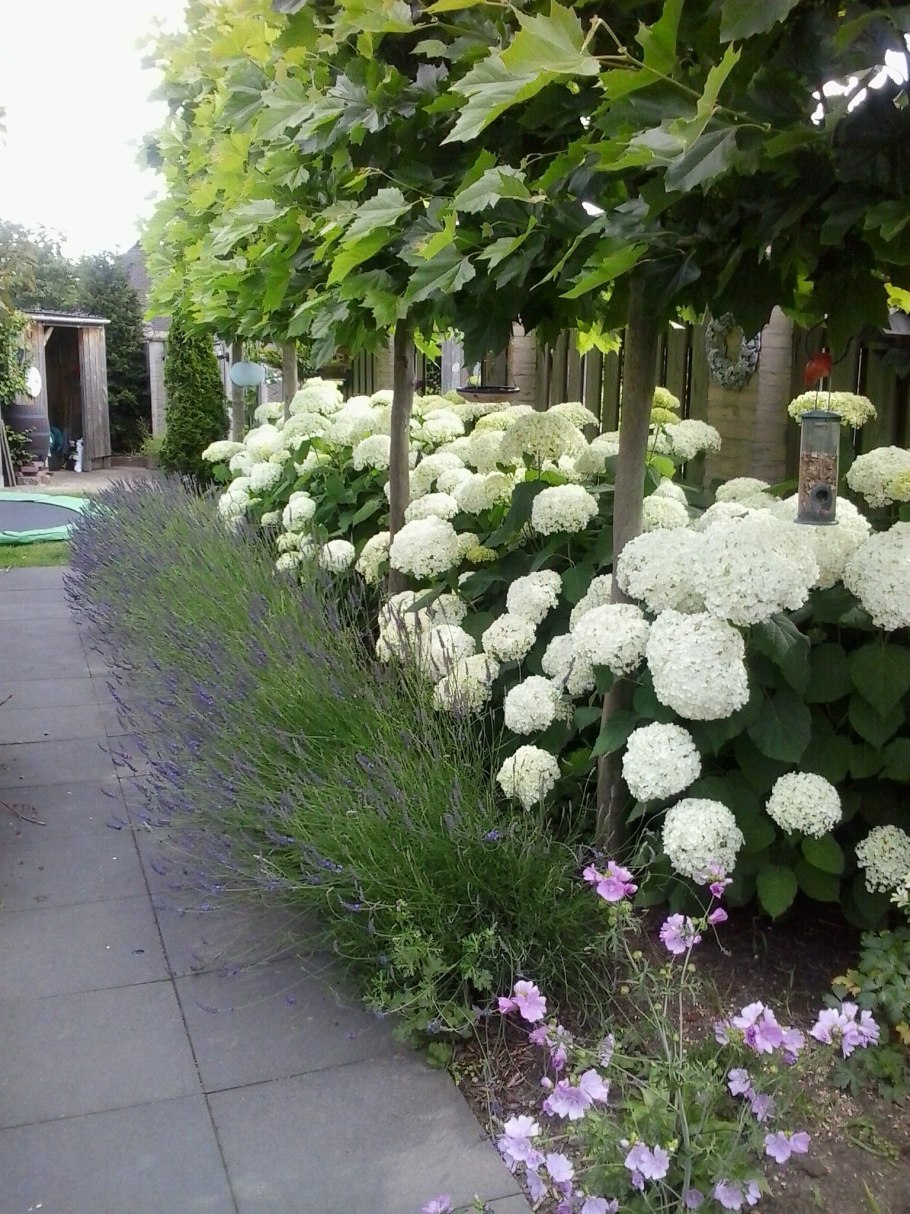 Гортензия Лаймлайт самшит