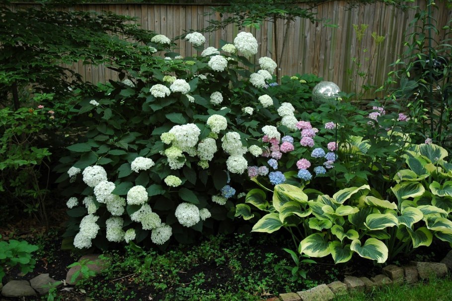 Гортензия метельчатая Ванилла