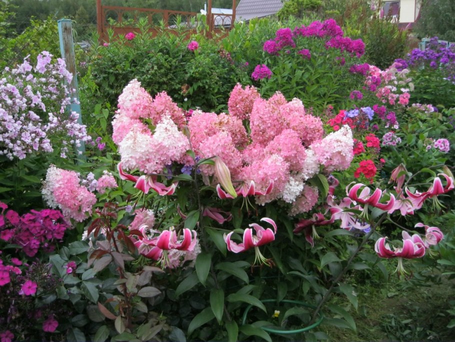 Гортензия Анабель метельчатая