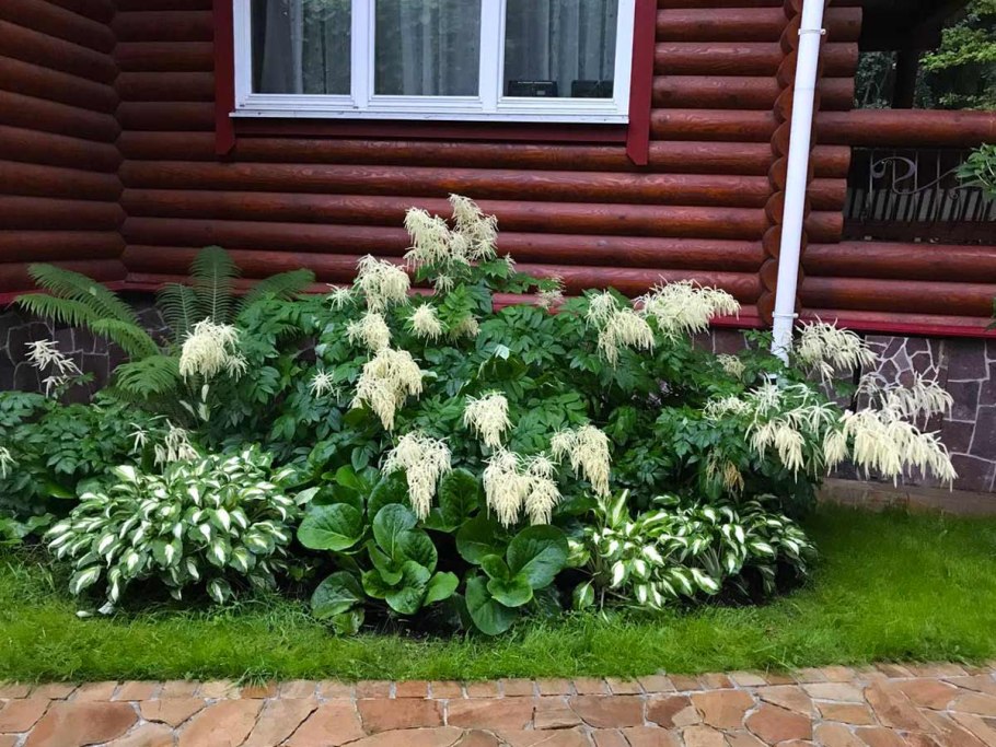 Миксбордер с чубушником