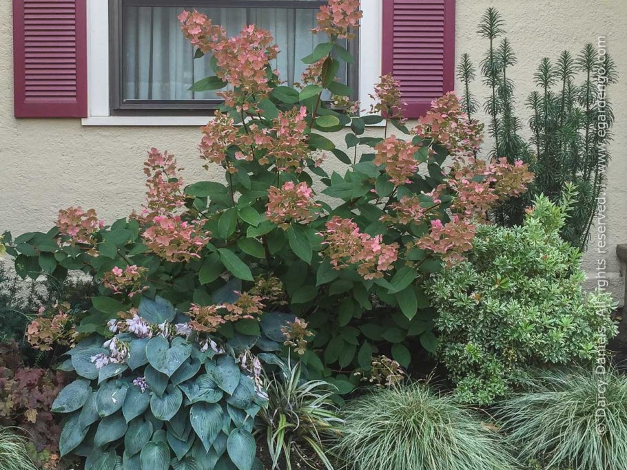 Гортензия древовидная Лаймлайт