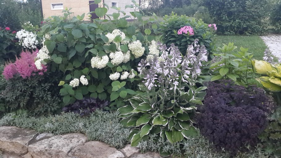 Гортензия Лаймлайт