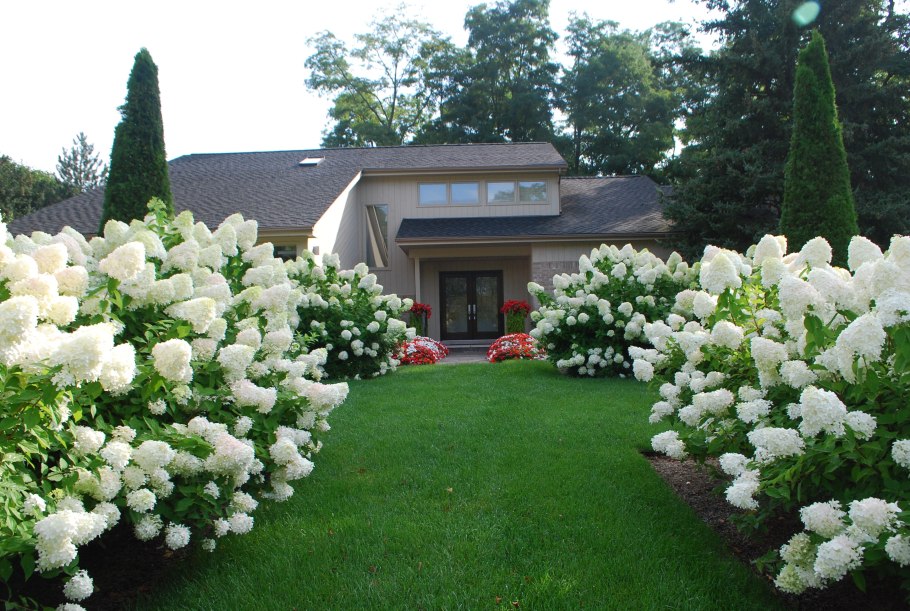 Спирея Ванилла Фрейз