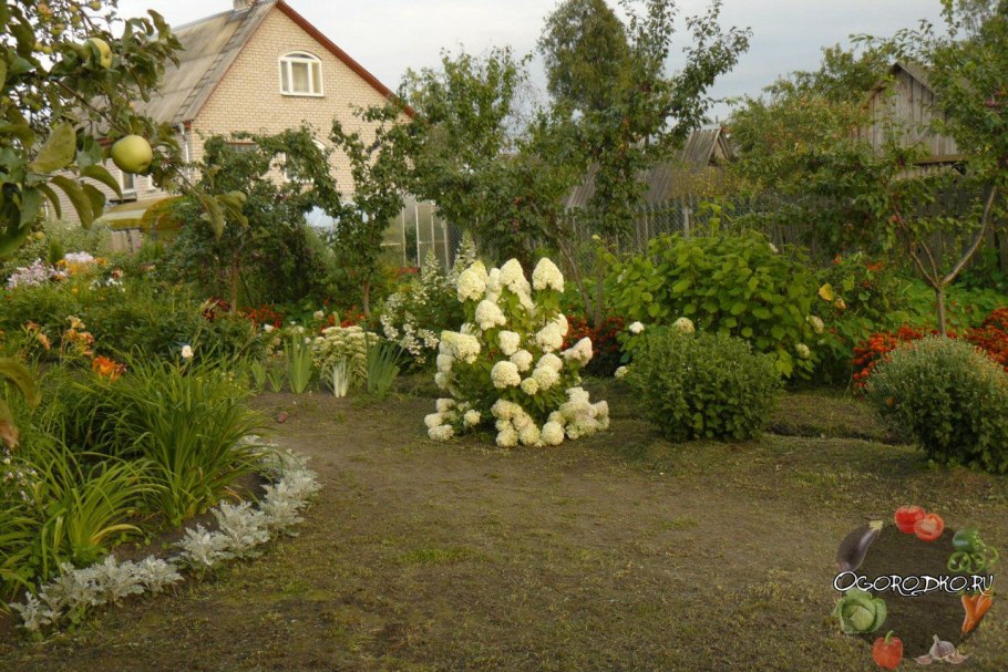 Гортензия дерен Хоста