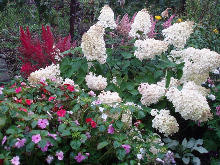 Гортензия метельчатая многолетники-партнеры