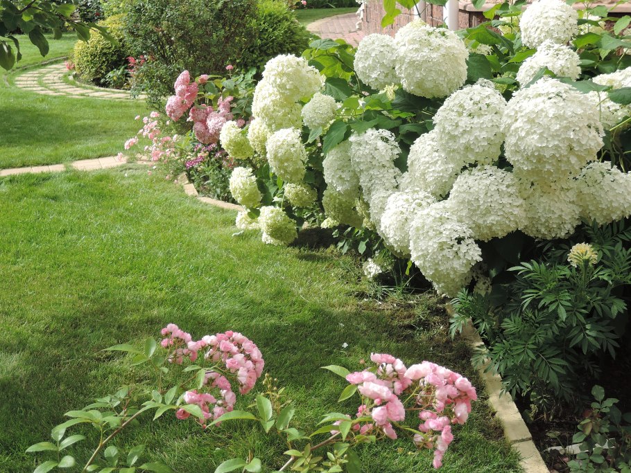 Гортензия Лаймлайт изгородь