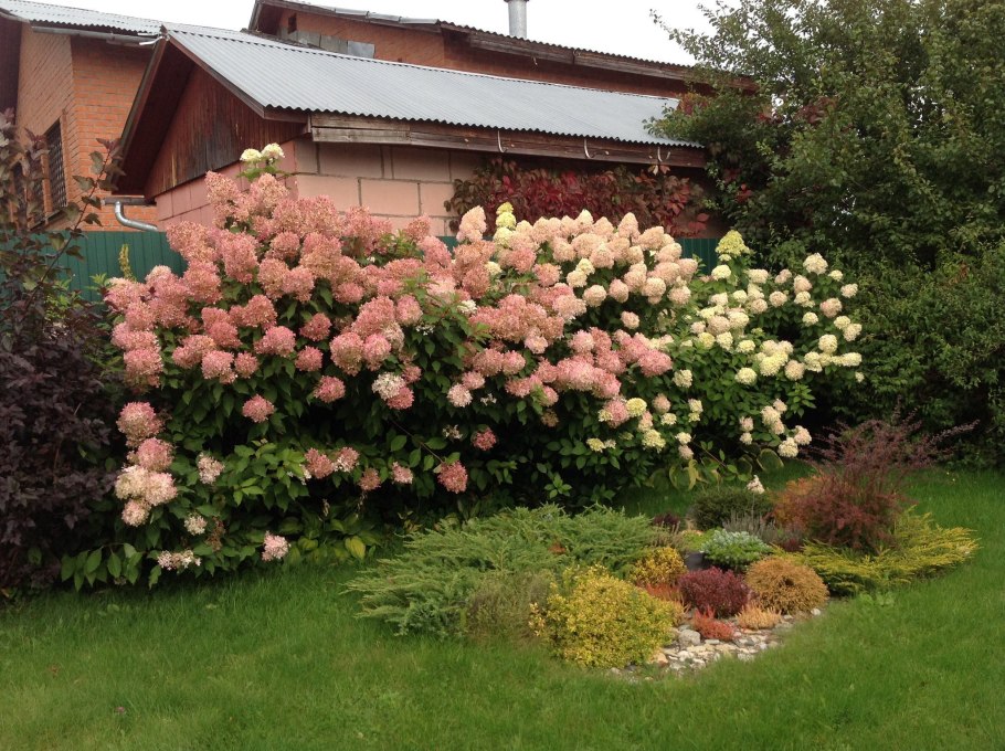 Гортензия бобо изгородь