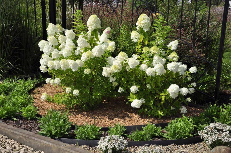 Гортензия метельчатая и спирея