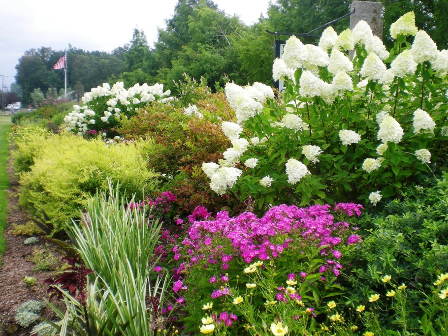 Спирея Лаймлайт