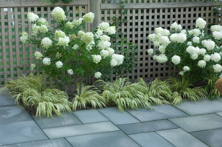 Клумба с гортензией и спиреей
