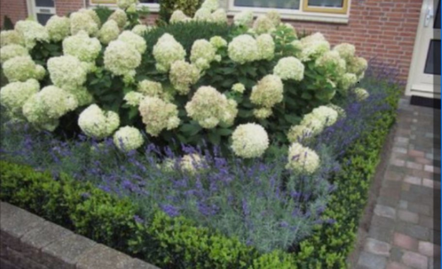 Гортензия Лаймлайт