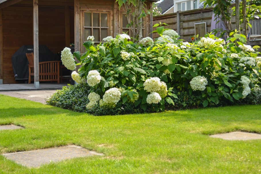 Флокс метельчатый гортензия