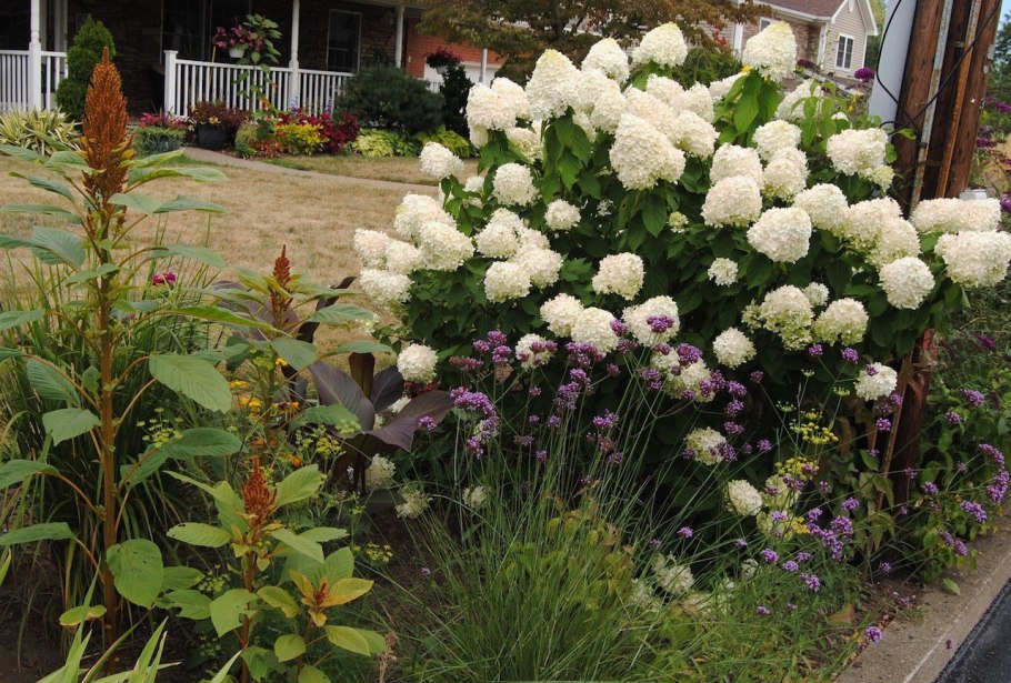 Гортензия Анабель Хоста клумба