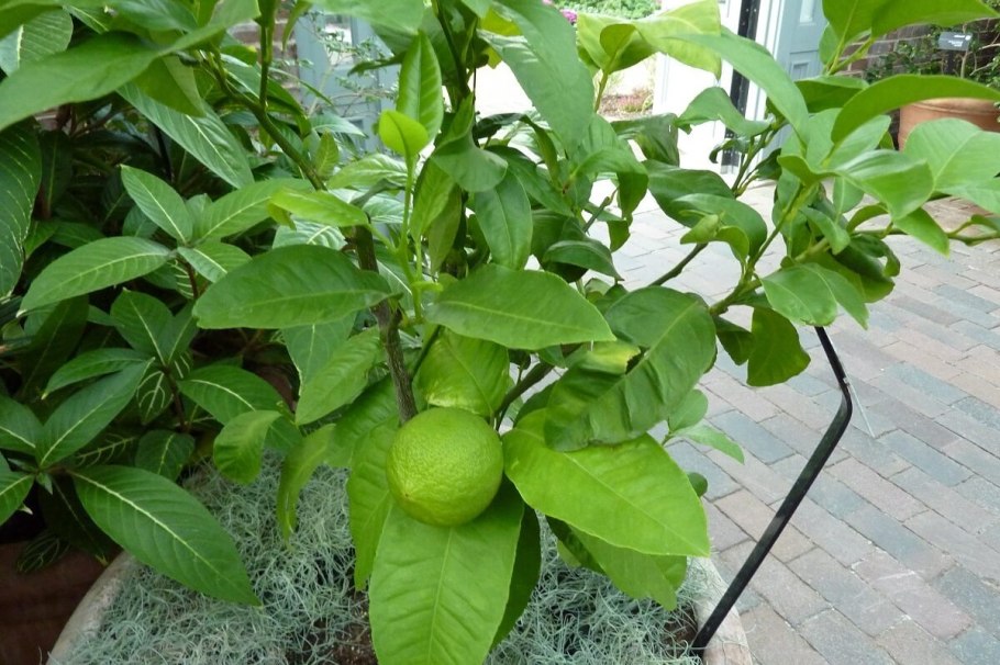 Бергамот растение