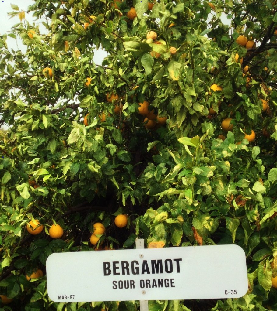 Бергамот дерево