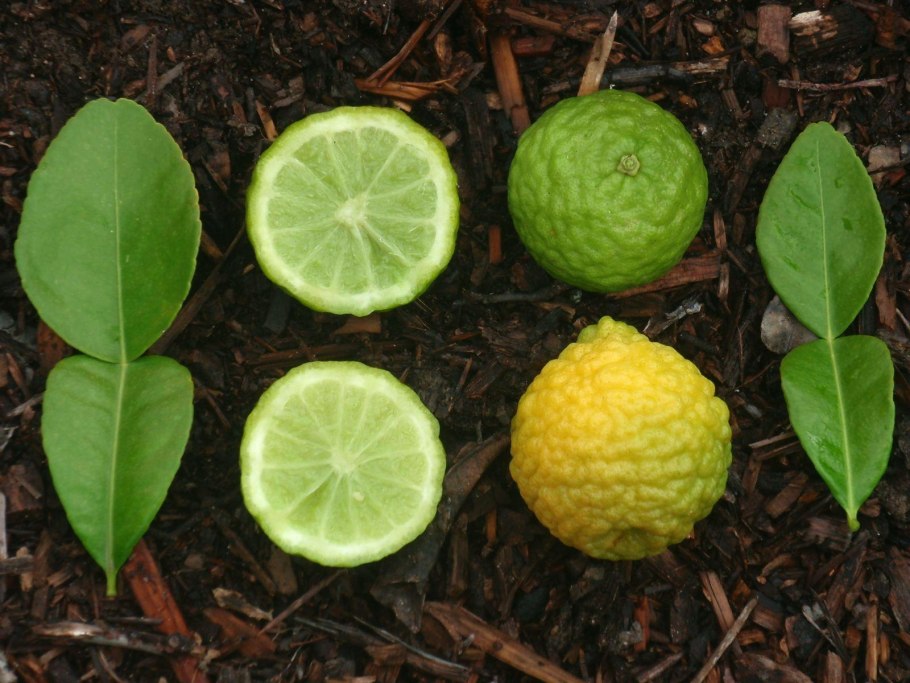 Цитрус Кафрский каффир лайм