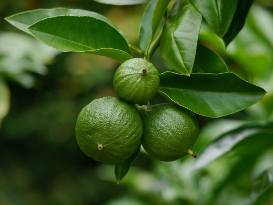 Бергамот дерево