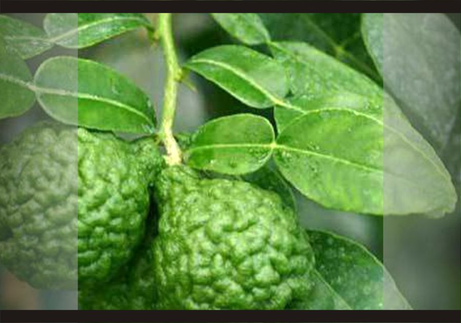 Цитрус каффир лайм Папеда