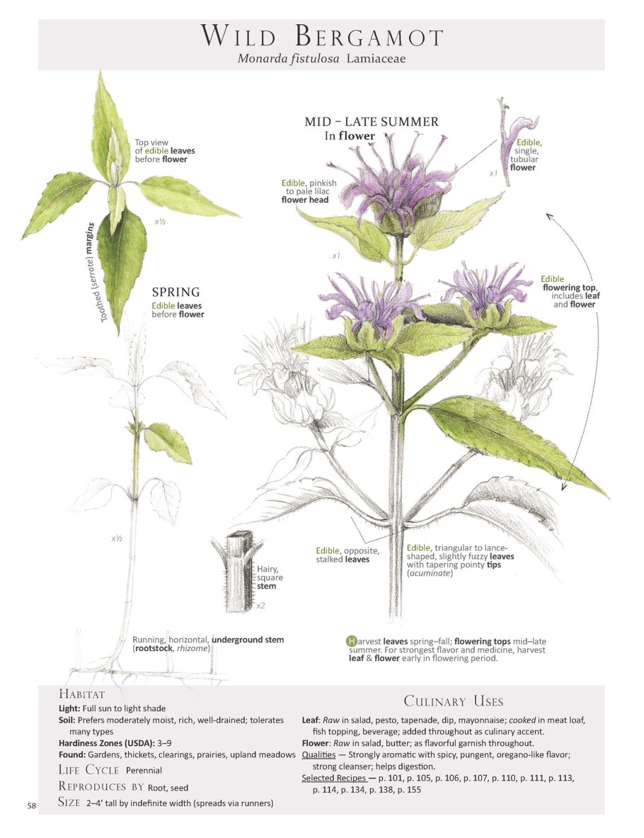 Монарда двойчатая Ботанический рисунок