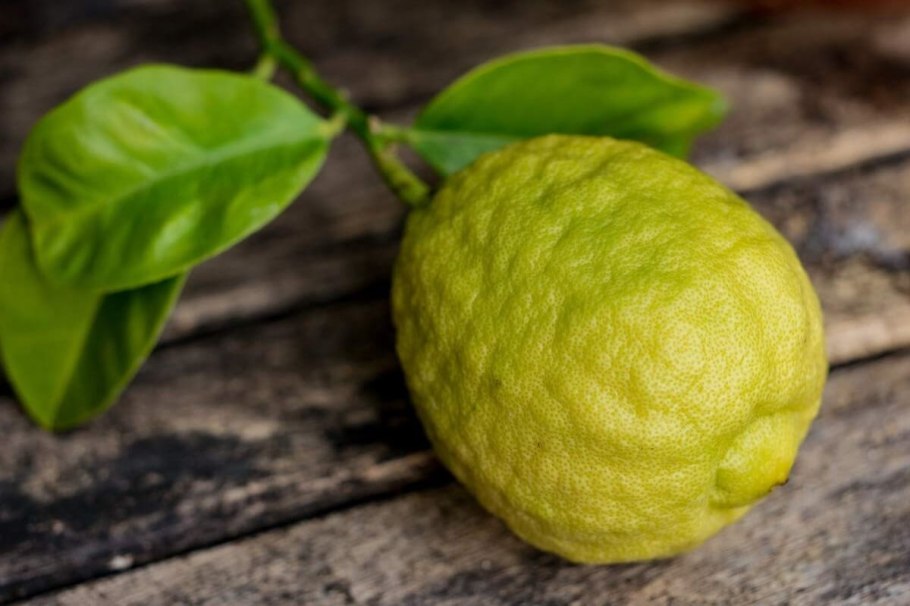 Бергамот бергамия