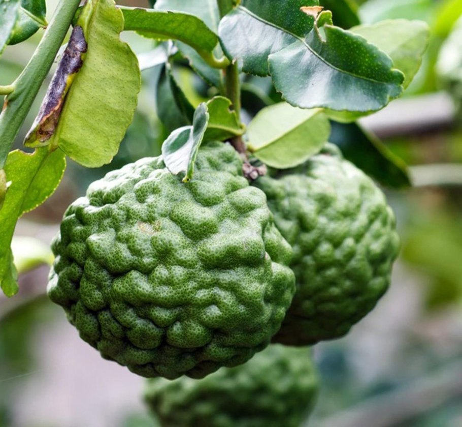 Бергамот дерево