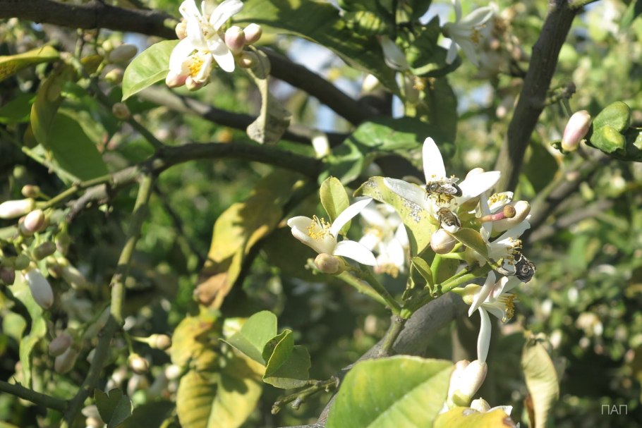 Бергамот дерево