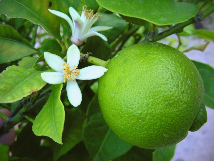 Листья каффир Лайма