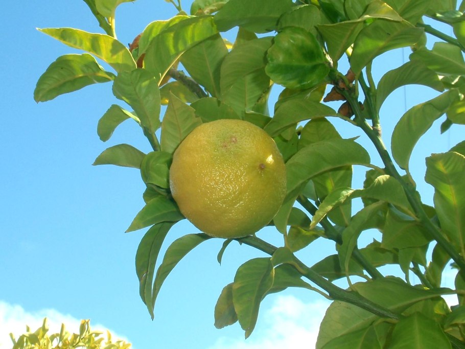Померанец бергамот
