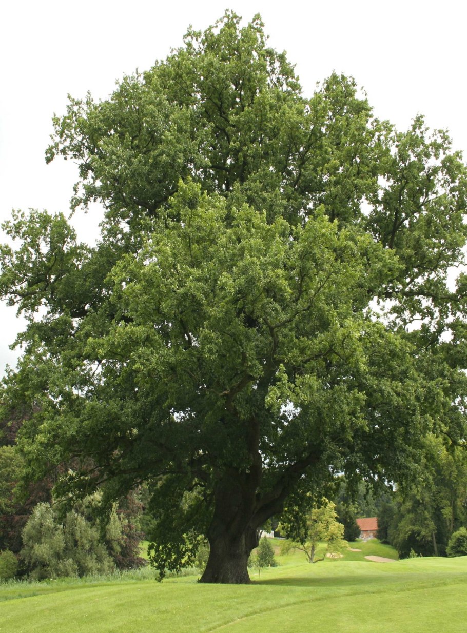 Дуб черешчатый Анапа