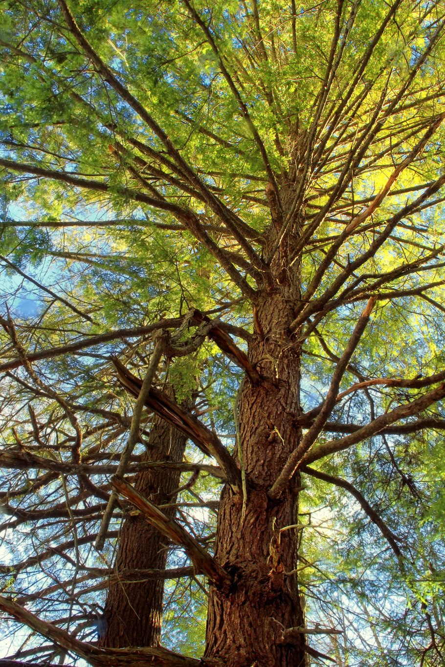 Льняное дерево