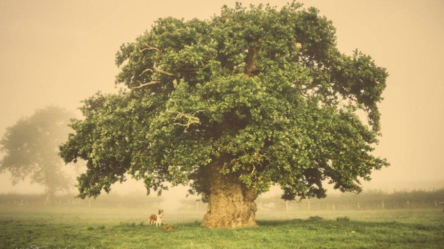 Могучее дерево