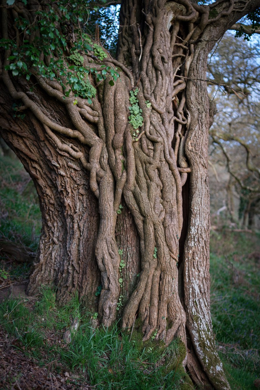 Дуб черешчатый дерево