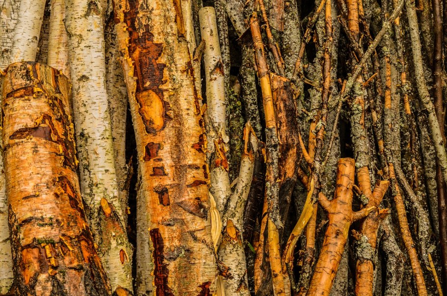 Панский дуб Белгородская область