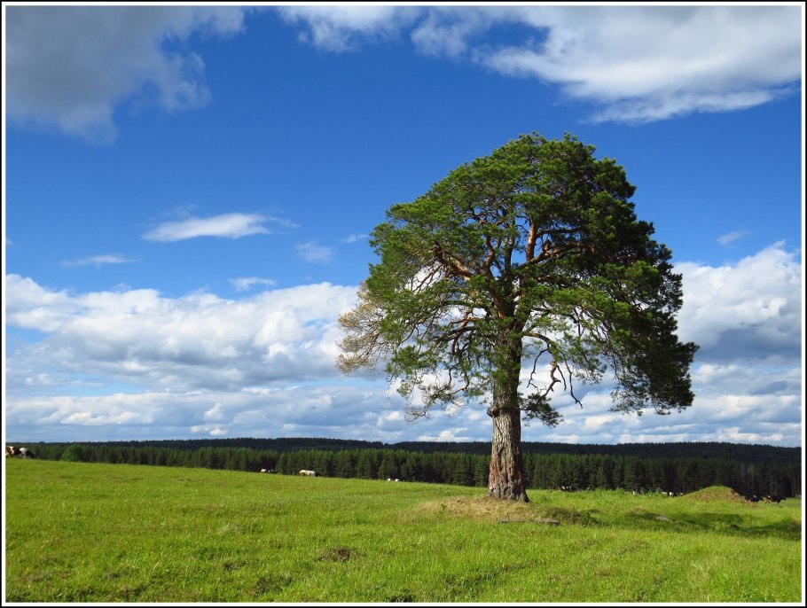 Ткань хлопчатобумажная обивочная