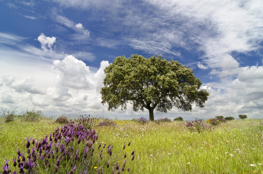 Безмятежность дерево