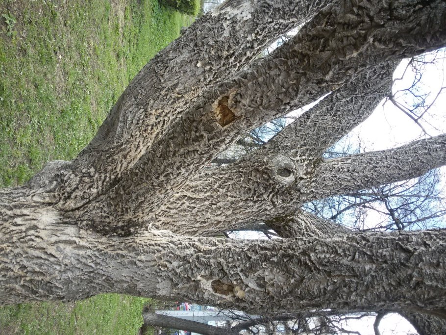 Ясень и Ива