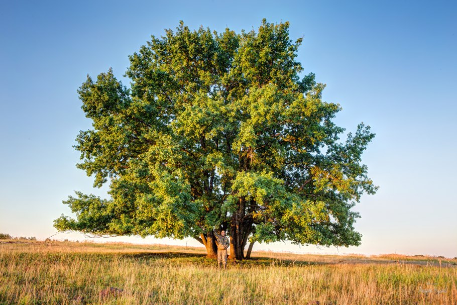 Дуб монгольский черешчатый