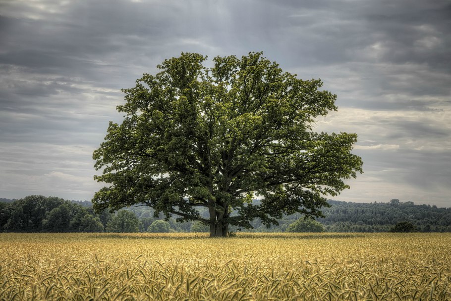 Одинокое дерево в поле