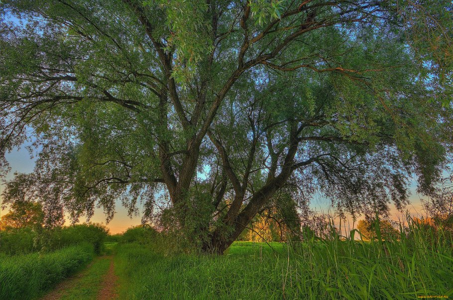 Грузинские лен дерево