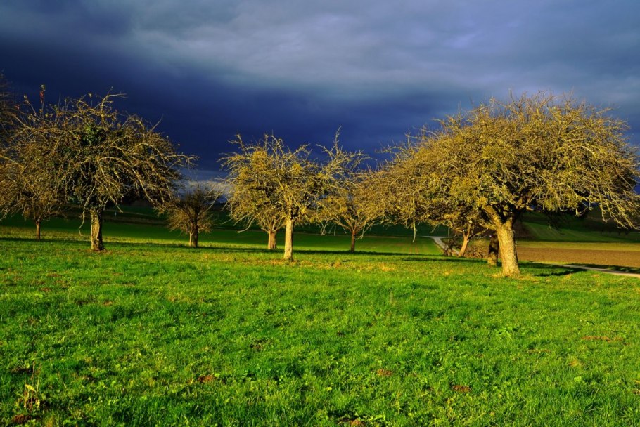 Дерево в поле